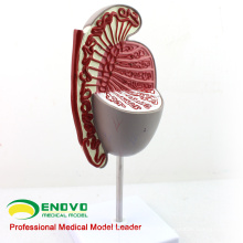 VENDER 12429 Modelo do Sistema Genito-Urinário Modelo Testis para Estudo da Ciência Médica